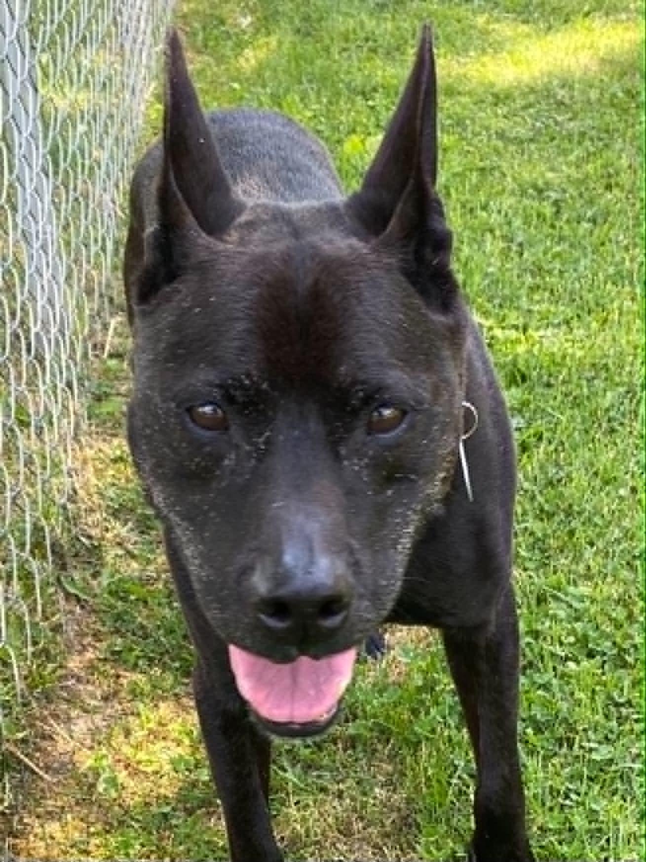 Brogan, ADOPTABLE, Senior Male Terrier & Kai Dog.