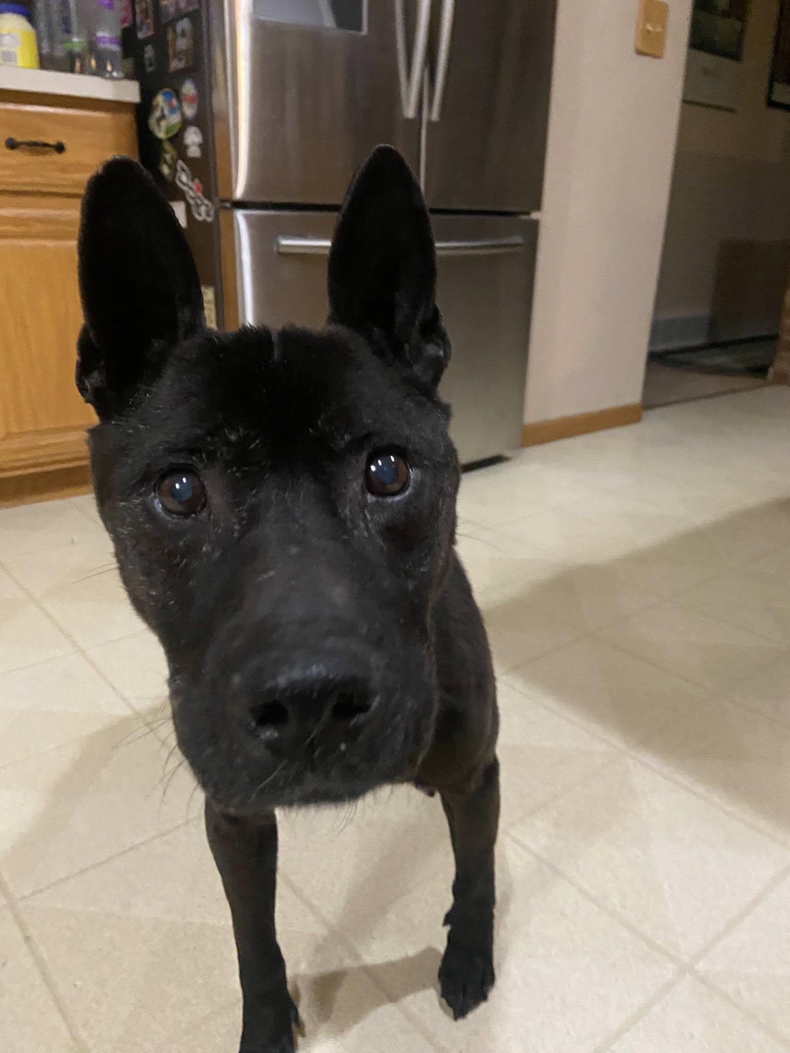 Brogan, a ADOPTABLE mixed breed in Port Huron, MI image 2/6