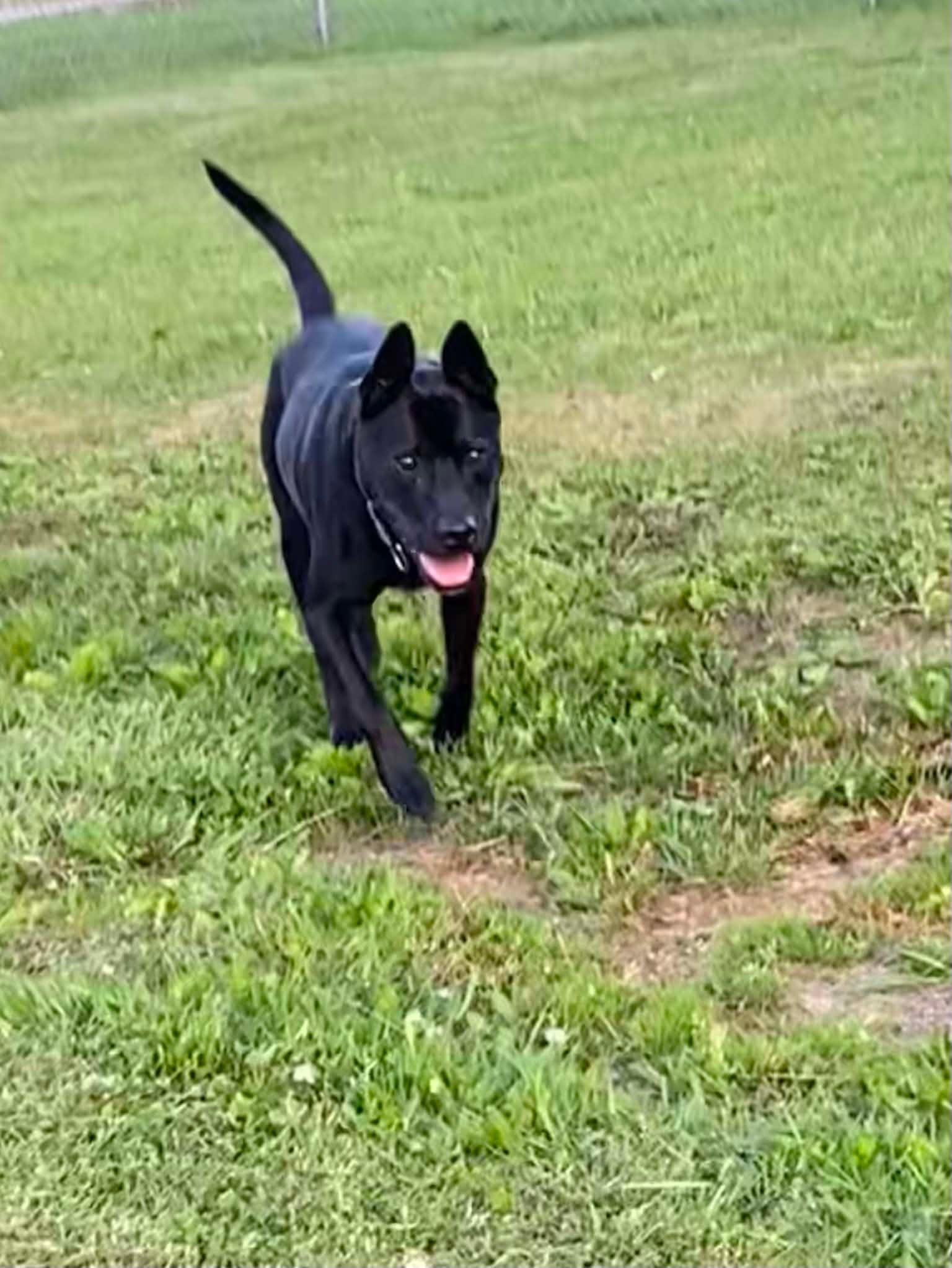 Brogan, a ADOPTABLE mixed breed in Port Huron, MI image 6/6