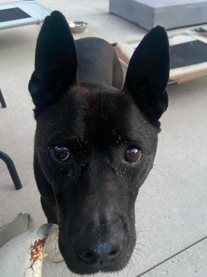 Brogan, a ADOPTABLE mixed breed in Port Huron, MI image 5/6