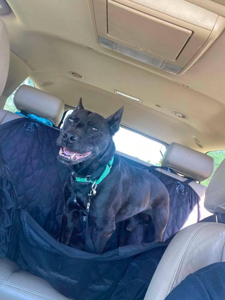 Brogan, a ADOPTABLE mixed breed in Port Huron, MI image 4/6