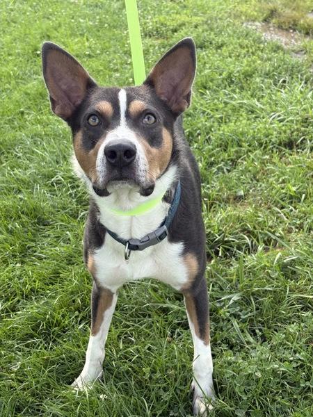 Colt, Adoptable, Adult Male Pit Bull Terrier & Siberian Husky.
