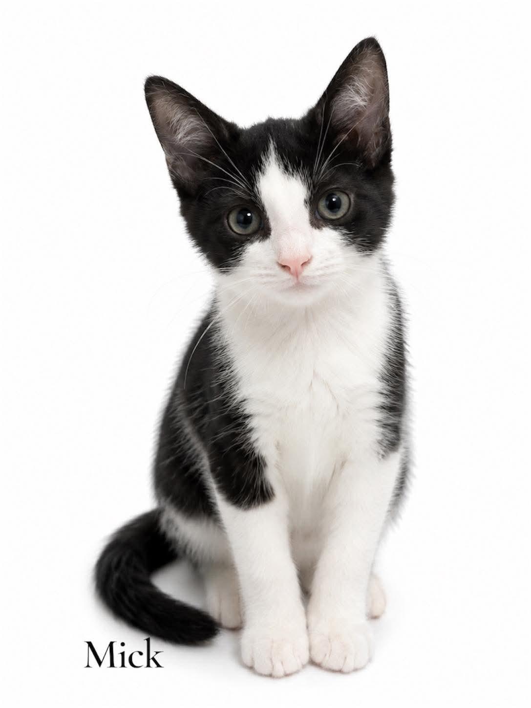 Mick, ADOPTABLE, Kitten Male Domestic Short Hair.