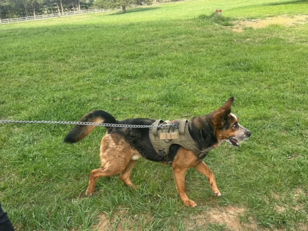 Frankie, Adopted, Adult Male Australian Cattle Dog / Blue Heeler & German Shepherd Dog.