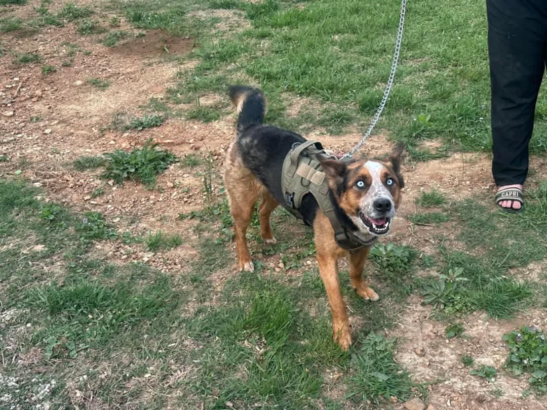 Enlarge Frankie, a Adopted mixed breed in Cleveland, TN image 2/3