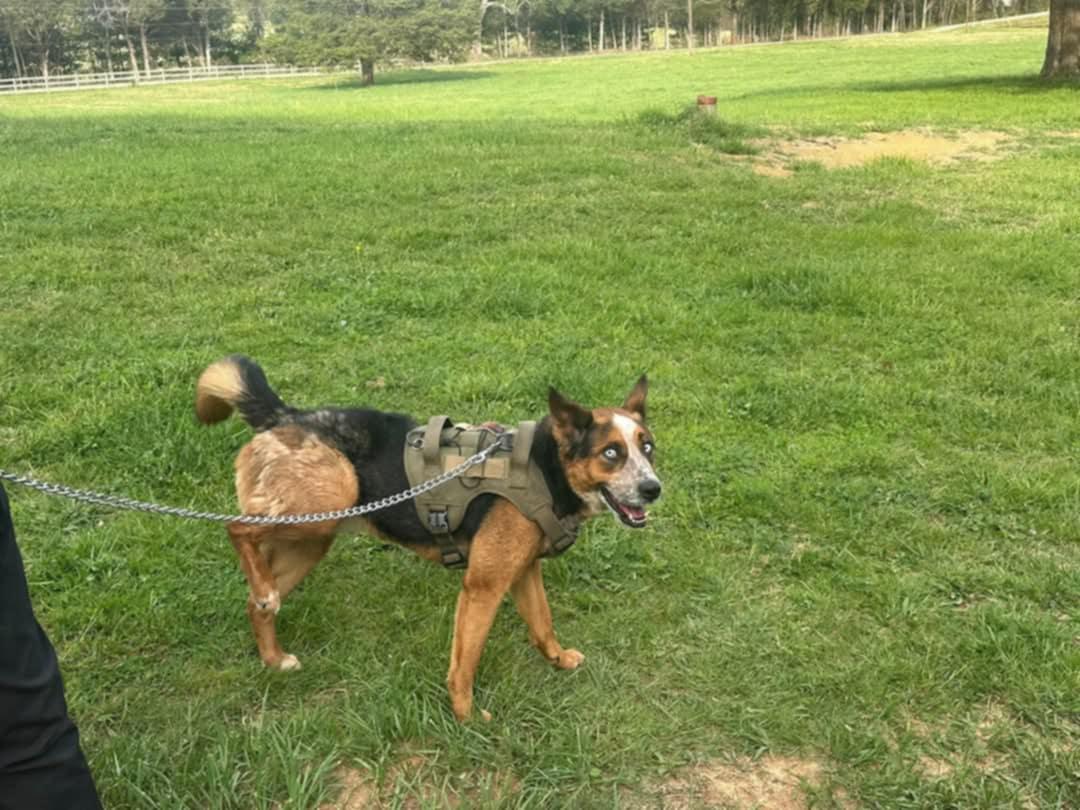 Enlarge Frankie, a Adopted mixed breed in Cleveland, TN image 3/3