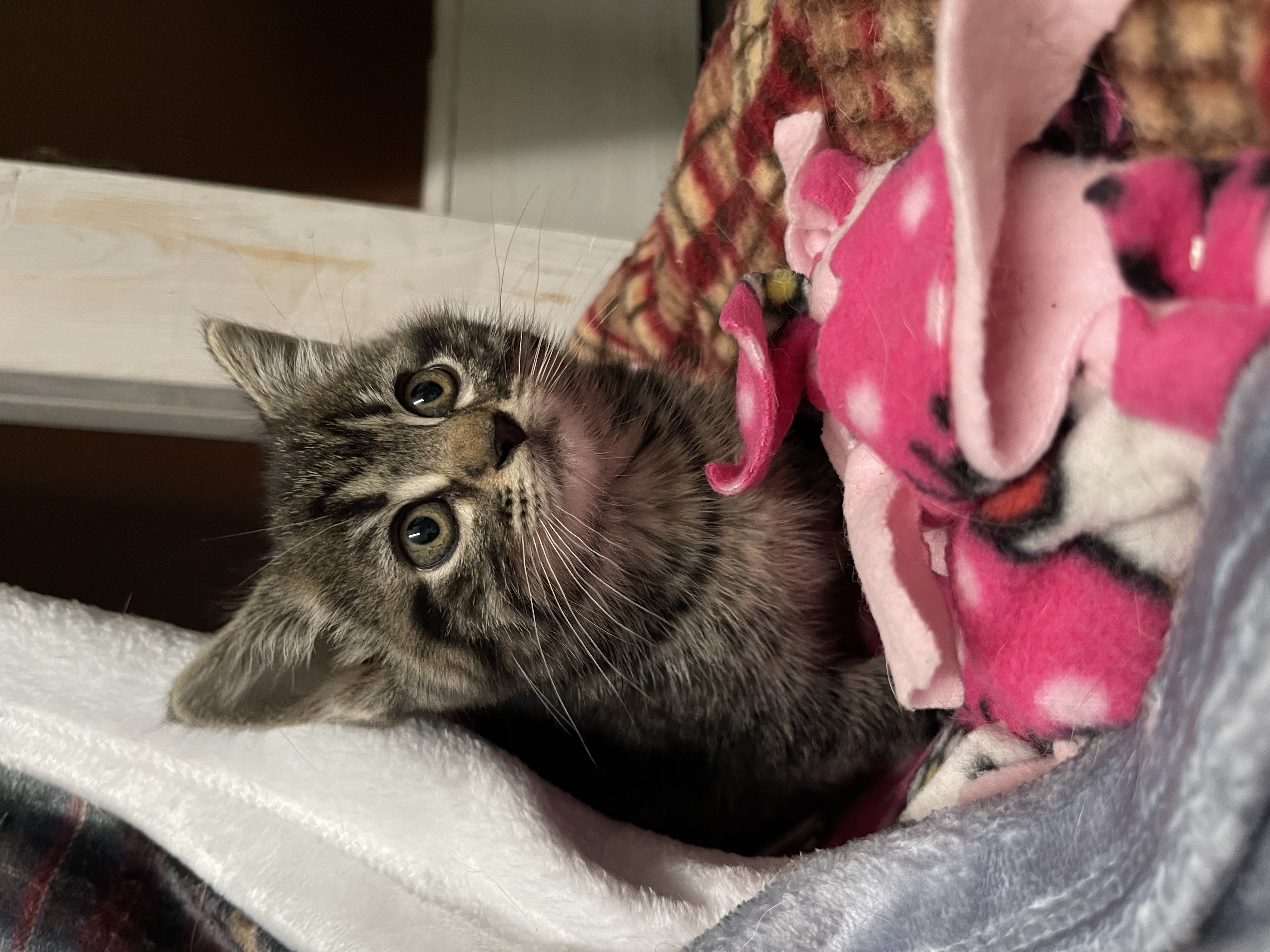 Bentley, Adopted, Young Male Domestic Short Hair.