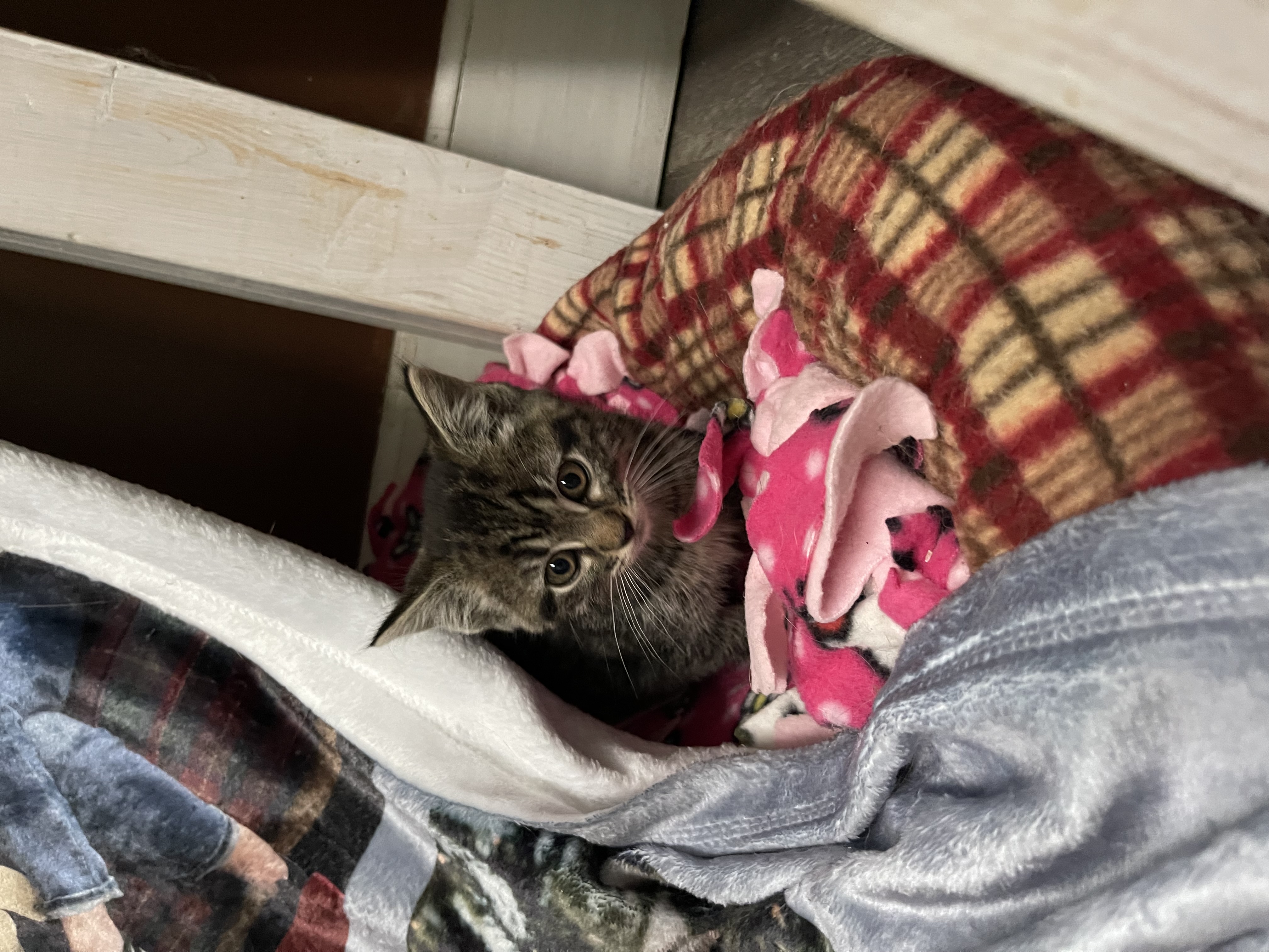 Enlarge Bentley, a Adopted Domestic Short Hair in Bourbonnais, IL image 2/3