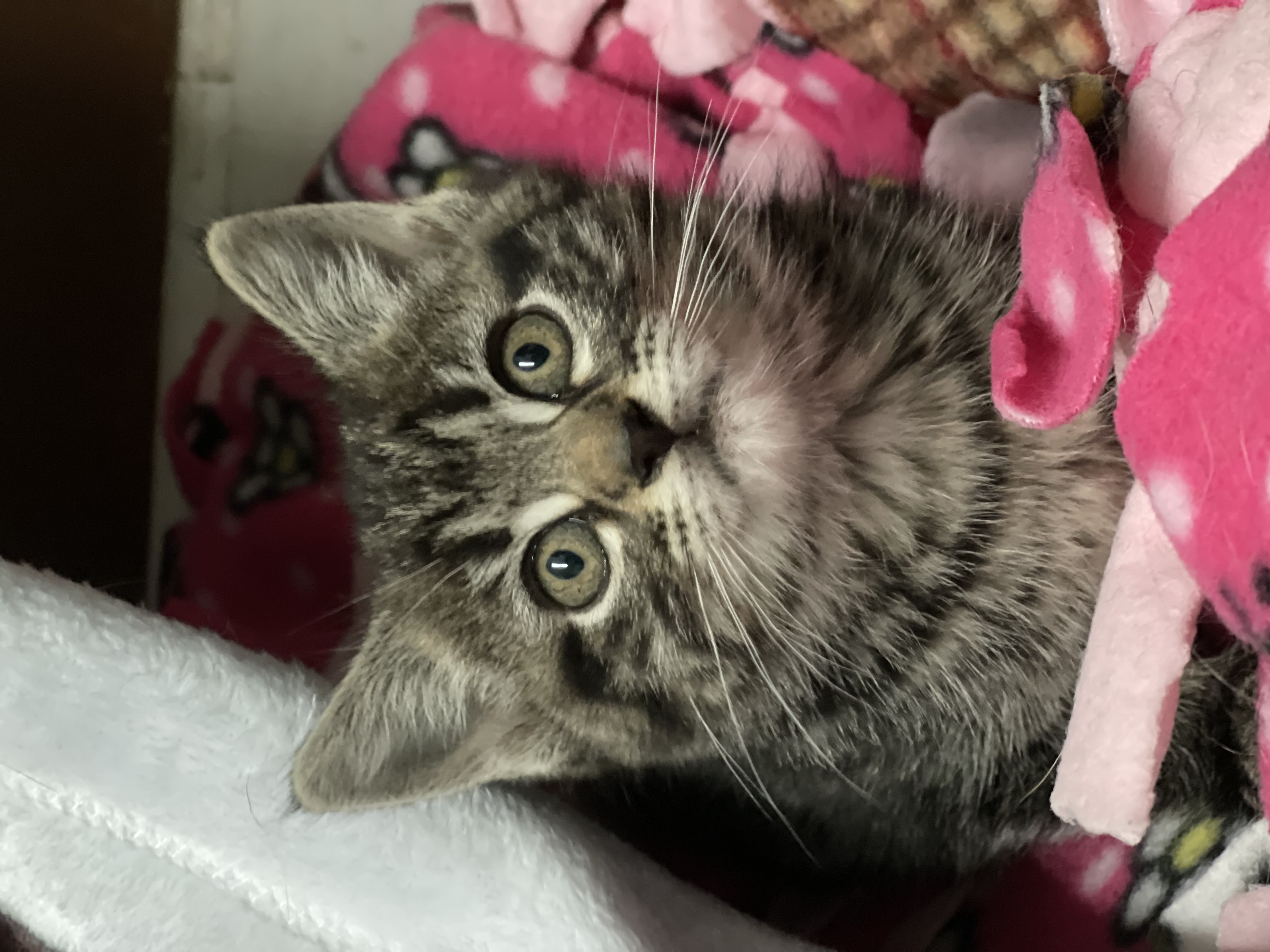 Enlarge Bentley, a Adopted Domestic Short Hair in Bourbonnais, IL image 3/3