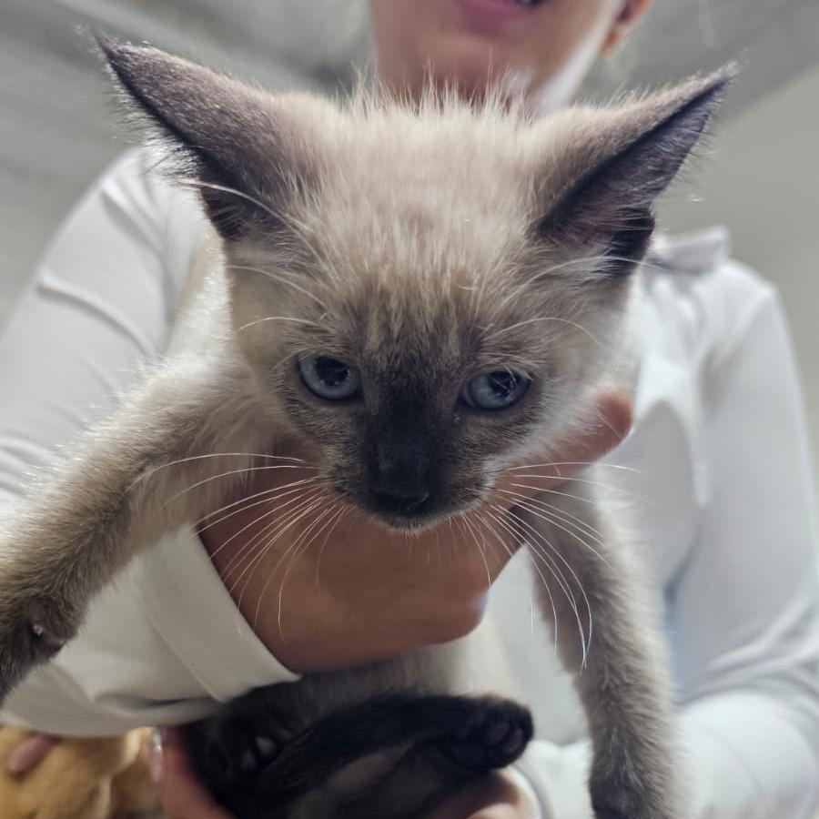 Enlarge Milo, a Adoptable Siamese in Harlingen, TX image 1/1