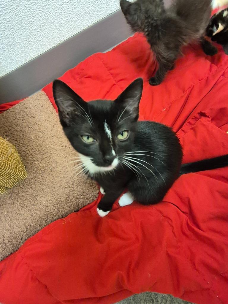 Mochi, a Adoptable mixed breed in Clinton, SC image 1/2