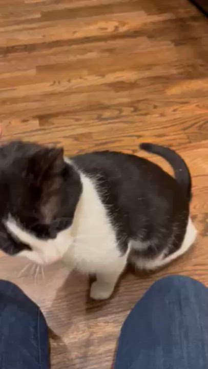 Enlarge Jester-Gentle, Affection-Loving Companion, an adopted Tuxedo in Laurel, MD video 3/4