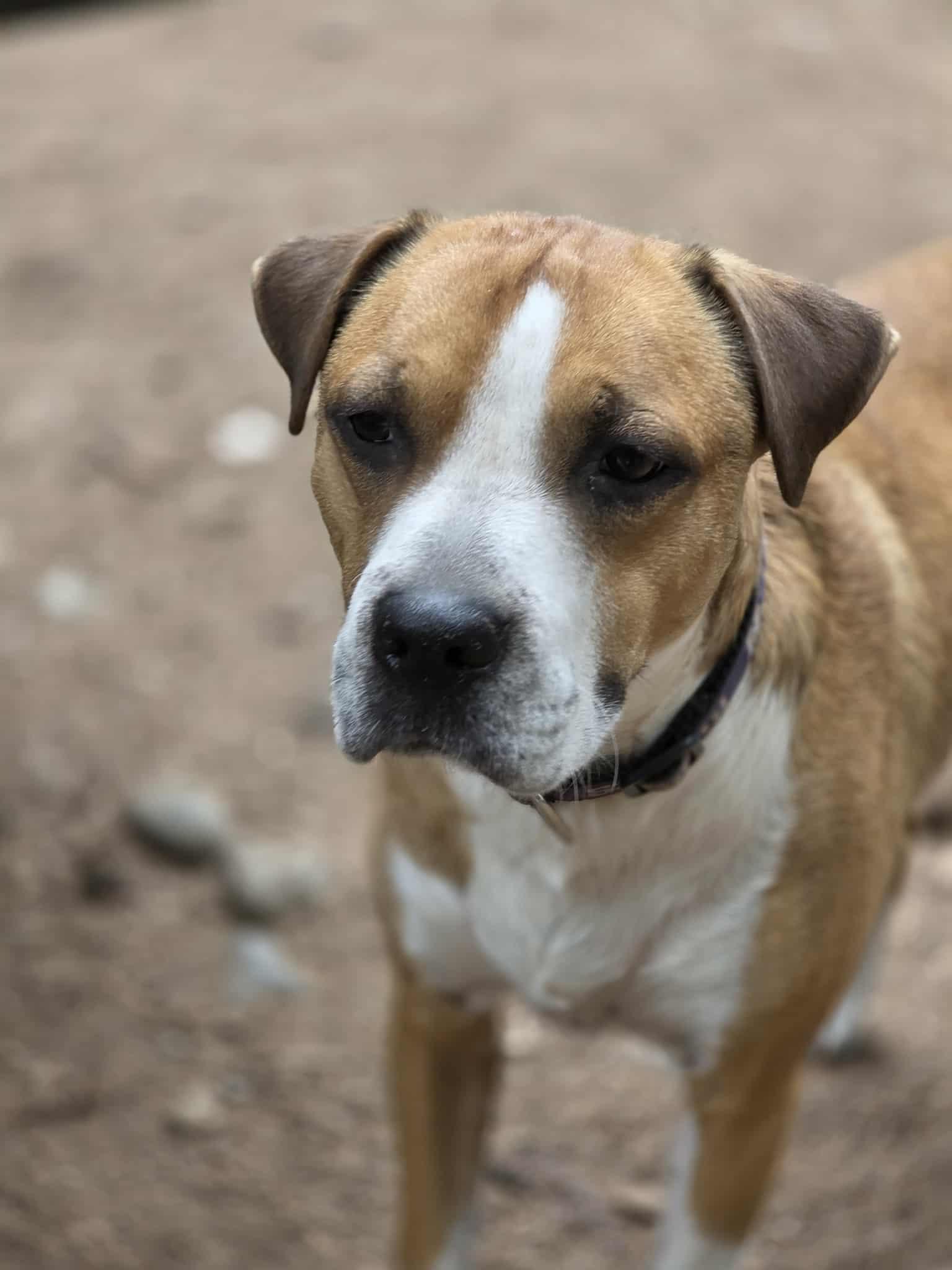 Rum, a Adoptable mixed breed in Port Angeles, WA image 2/6