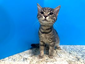 Levi, an adopted Domestic Short Hair in Powell, OH_image-1