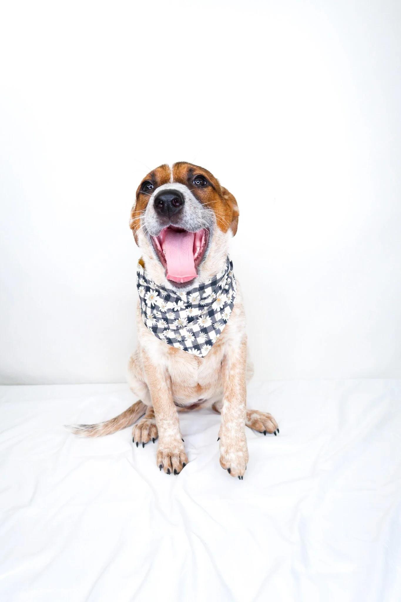 Enlarge Huddle, an adoptable mixed breed in Bixby, OK image 5/6