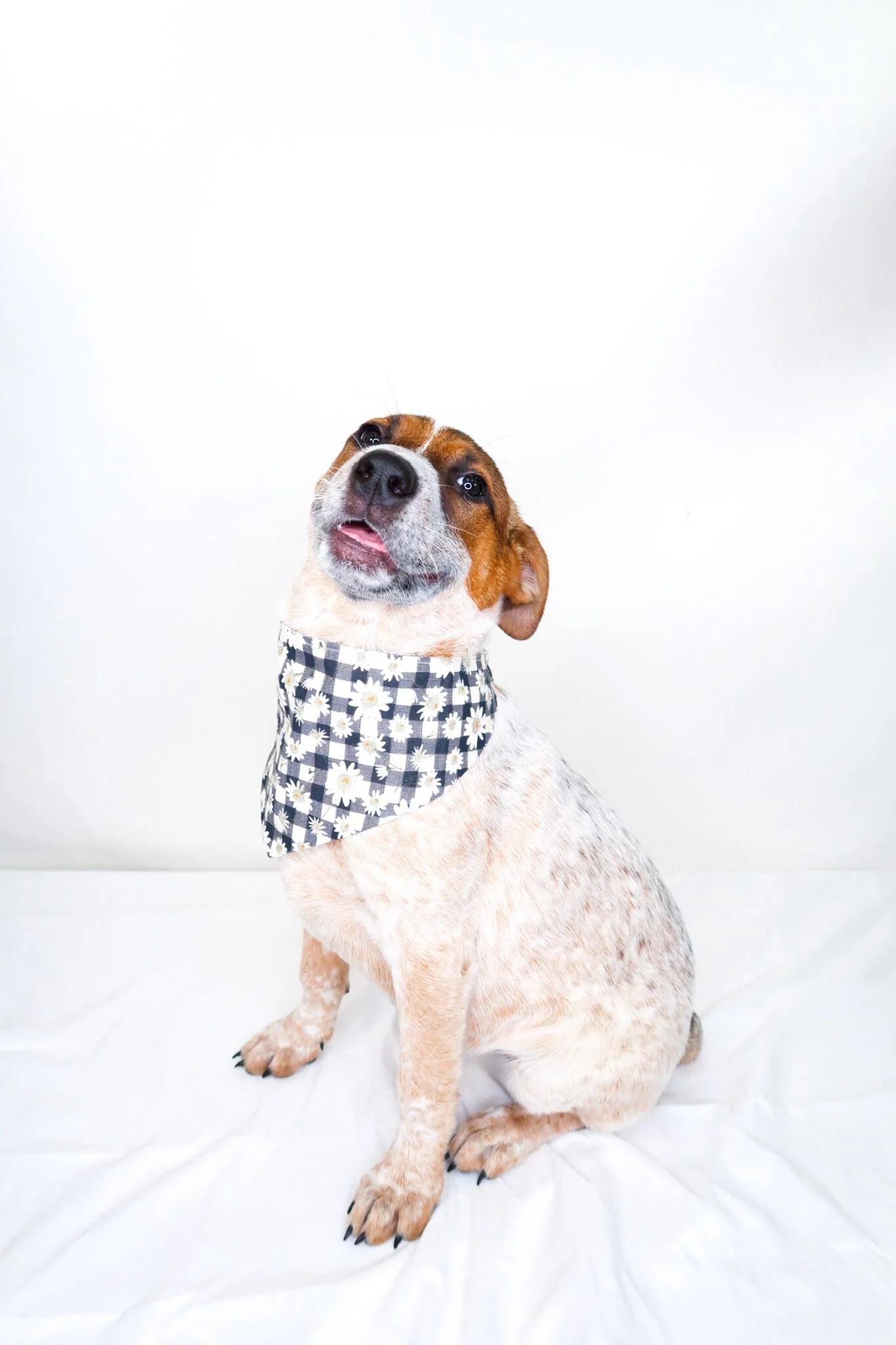 Enlarge Huddle, an adoptable mixed breed in Bixby, OK image 4/6