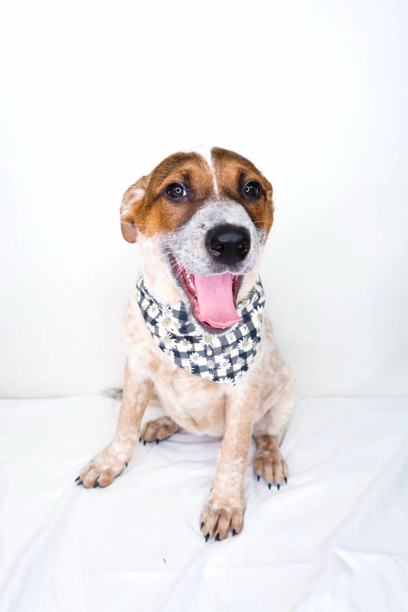 Enlarge Huddle, an adoptable mixed breed in Bixby, OK image 2/6