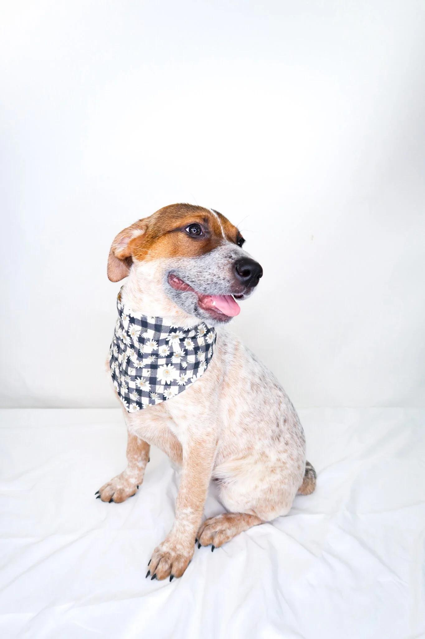 Enlarge Huddle, an adoptable mixed breed in Bixby, OK image 3/6