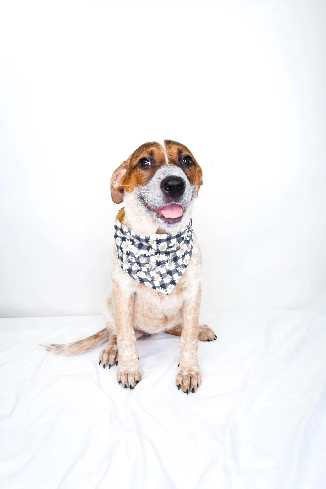 Enlarge Huddle, an adoptable mixed breed in Bixby, OK image 1/6