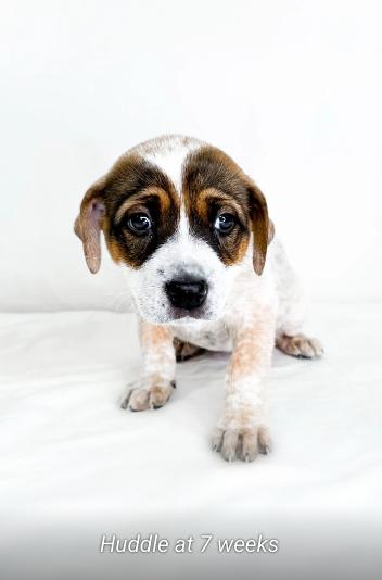 Enlarge Huddle, an adoptable mixed breed in Bixby, OK image 6/6