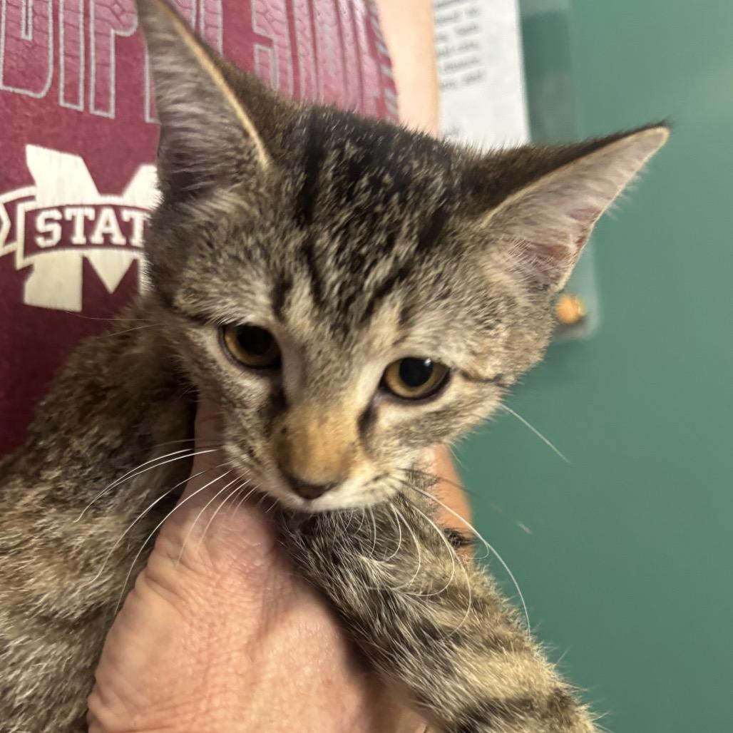 Nessa, Adoptable, Kitten Female Domestic Short Hair.
