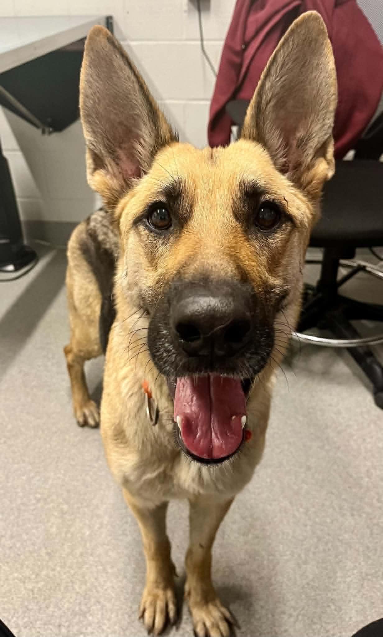 Dolly, ADOPTABLE, Adult Female German Shepherd Dog.