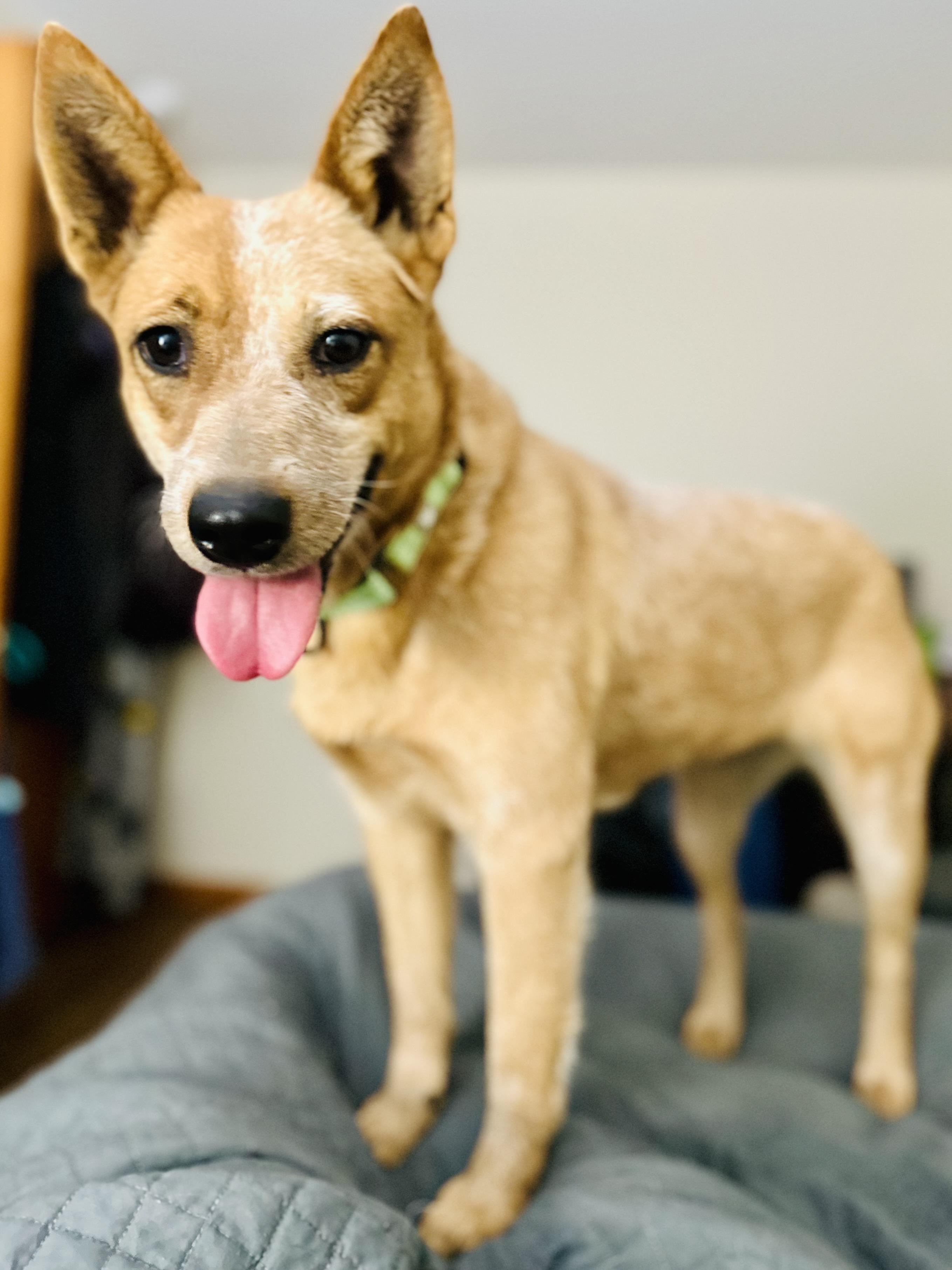 Enlarge Snickers, a ADOPTABLE Australian Cattle Dog / Blue Heeler in Bangor, ME image 5/6
