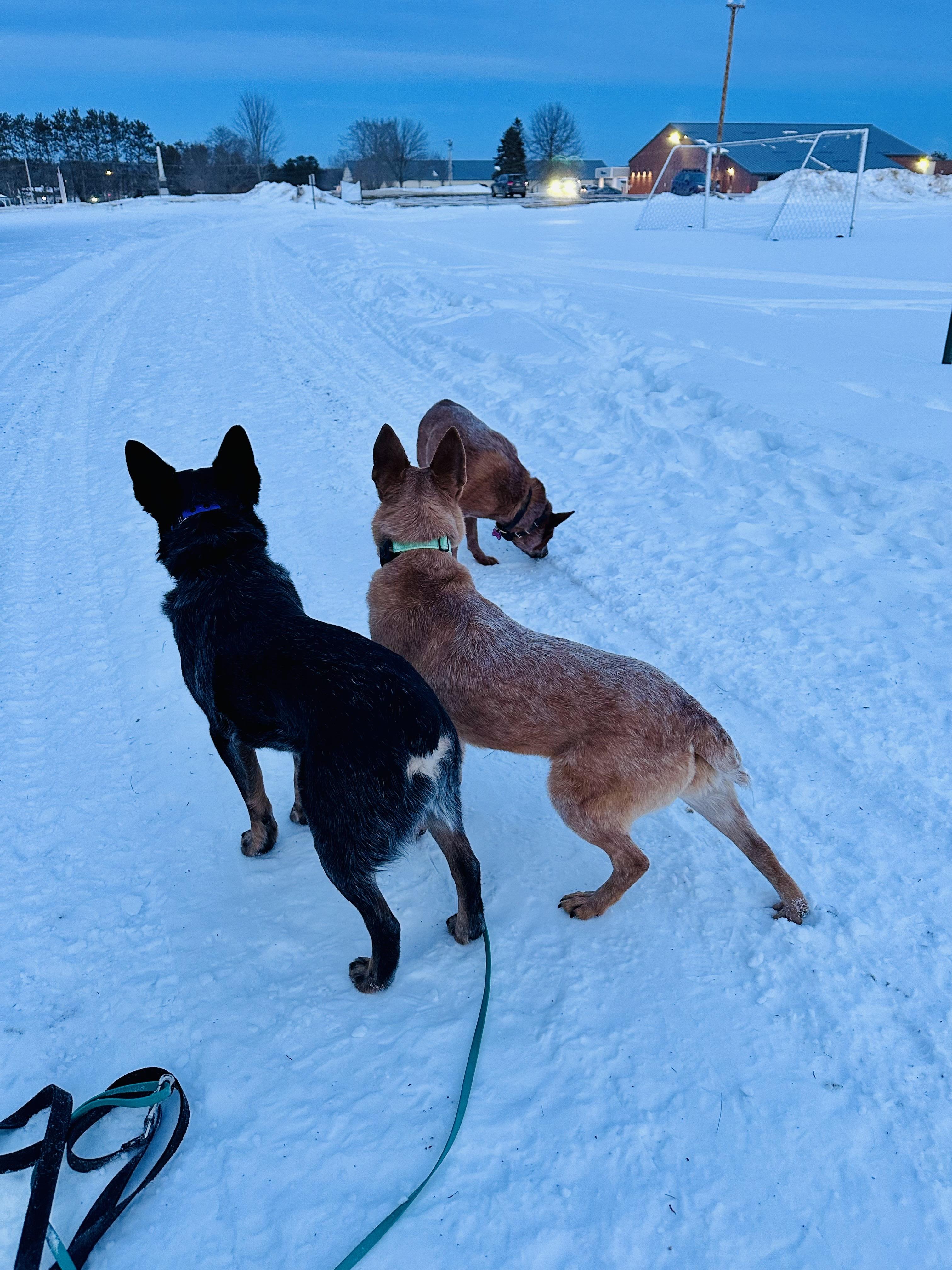 Enlarge Snickers, a ADOPTABLE Australian Cattle Dog / Blue Heeler in Bangor, ME image 4/6