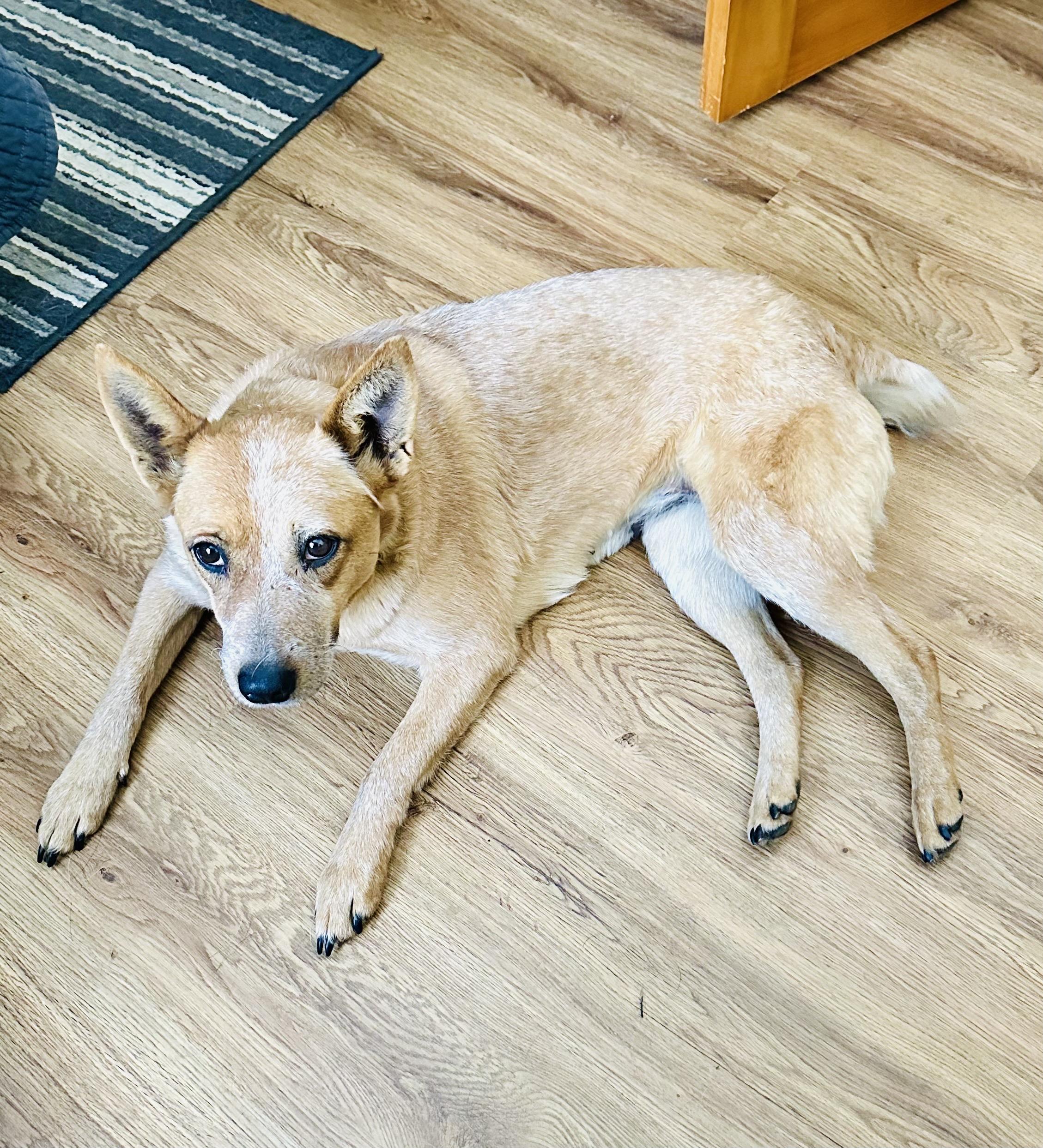 Enlarge Snickers, a ADOPTABLE Australian Cattle Dog / Blue Heeler in Bangor, ME image 3/6