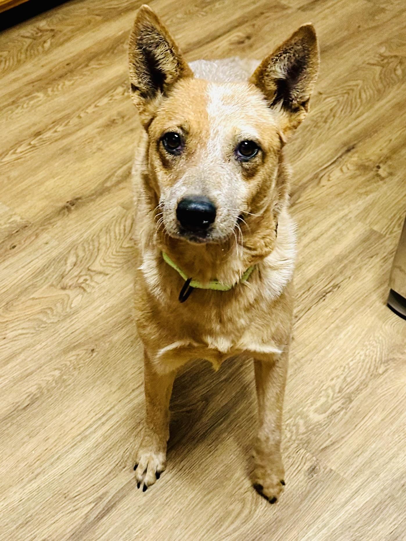 Enlarge Snickers, a ADOPTABLE Australian Cattle Dog / Blue Heeler in Bangor, ME image 2/6