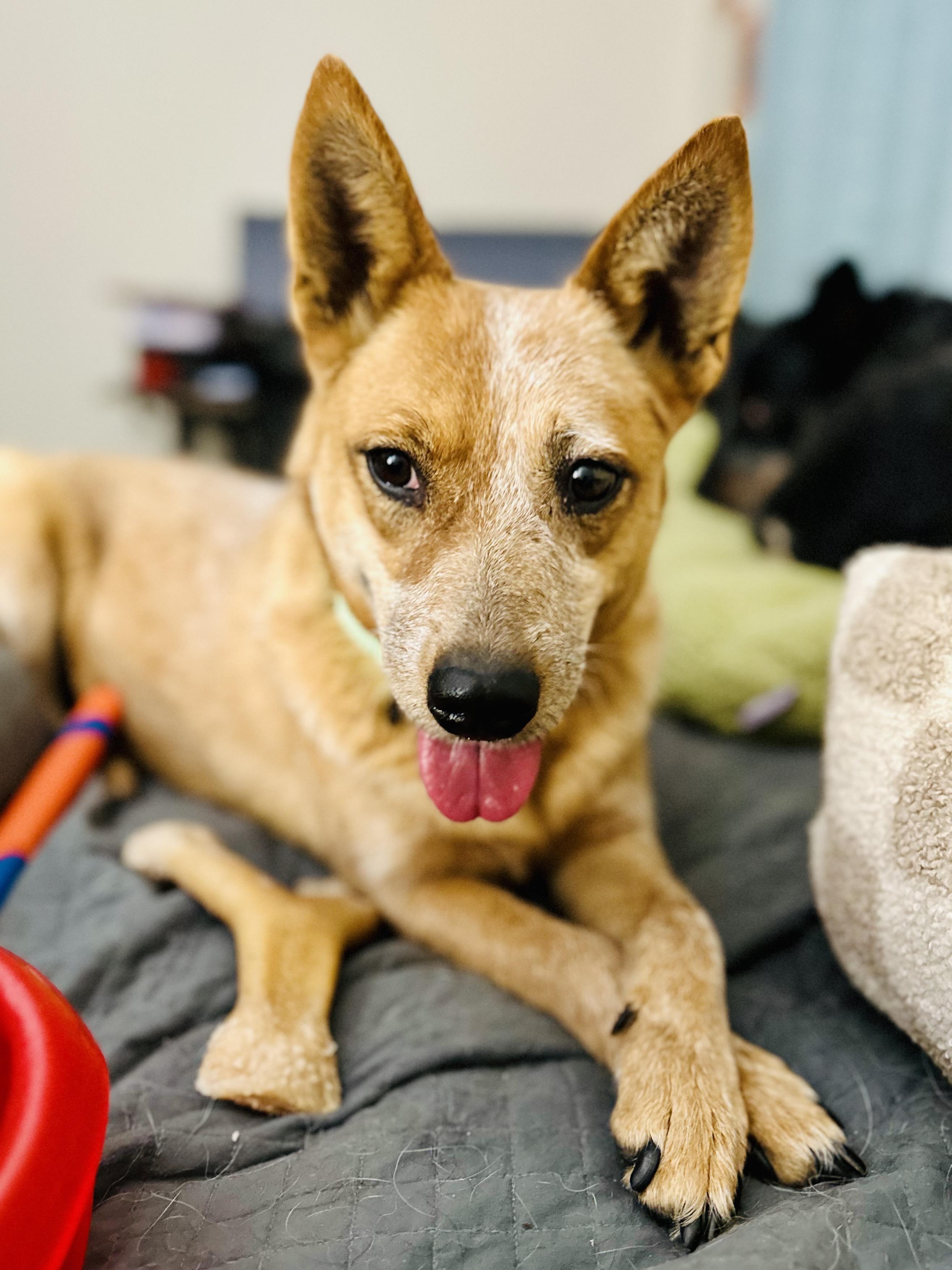 Enlarge Snickers, a ADOPTABLE Australian Cattle Dog / Blue Heeler in Bangor, ME image 6/6