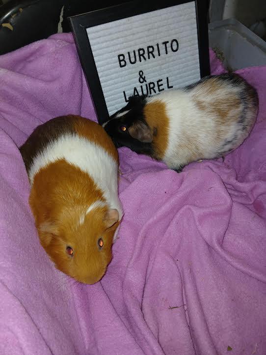 Laurel & Burrito , a ADOPTABLE Short-Haired in Dearborn, MO image 1/2