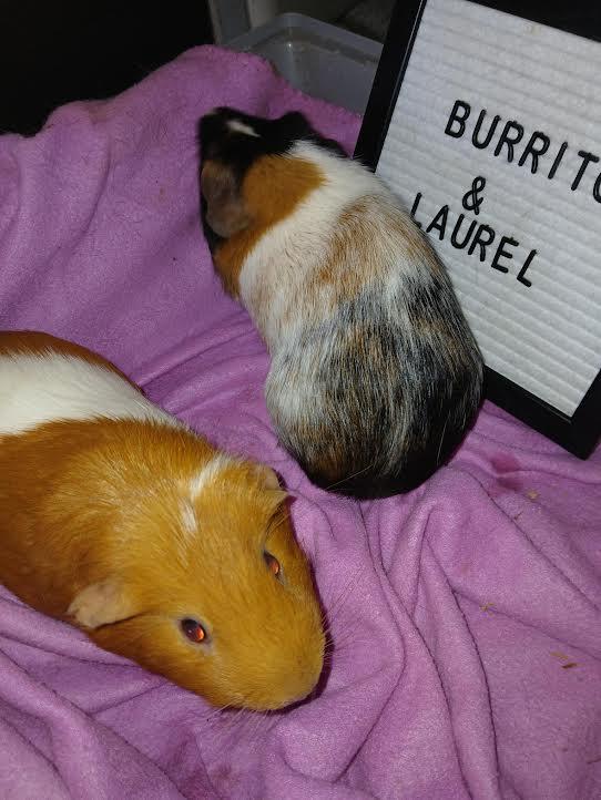 Laurel & Burrito , a ADOPTABLE Short-Haired in Dearborn, MO image 2/2