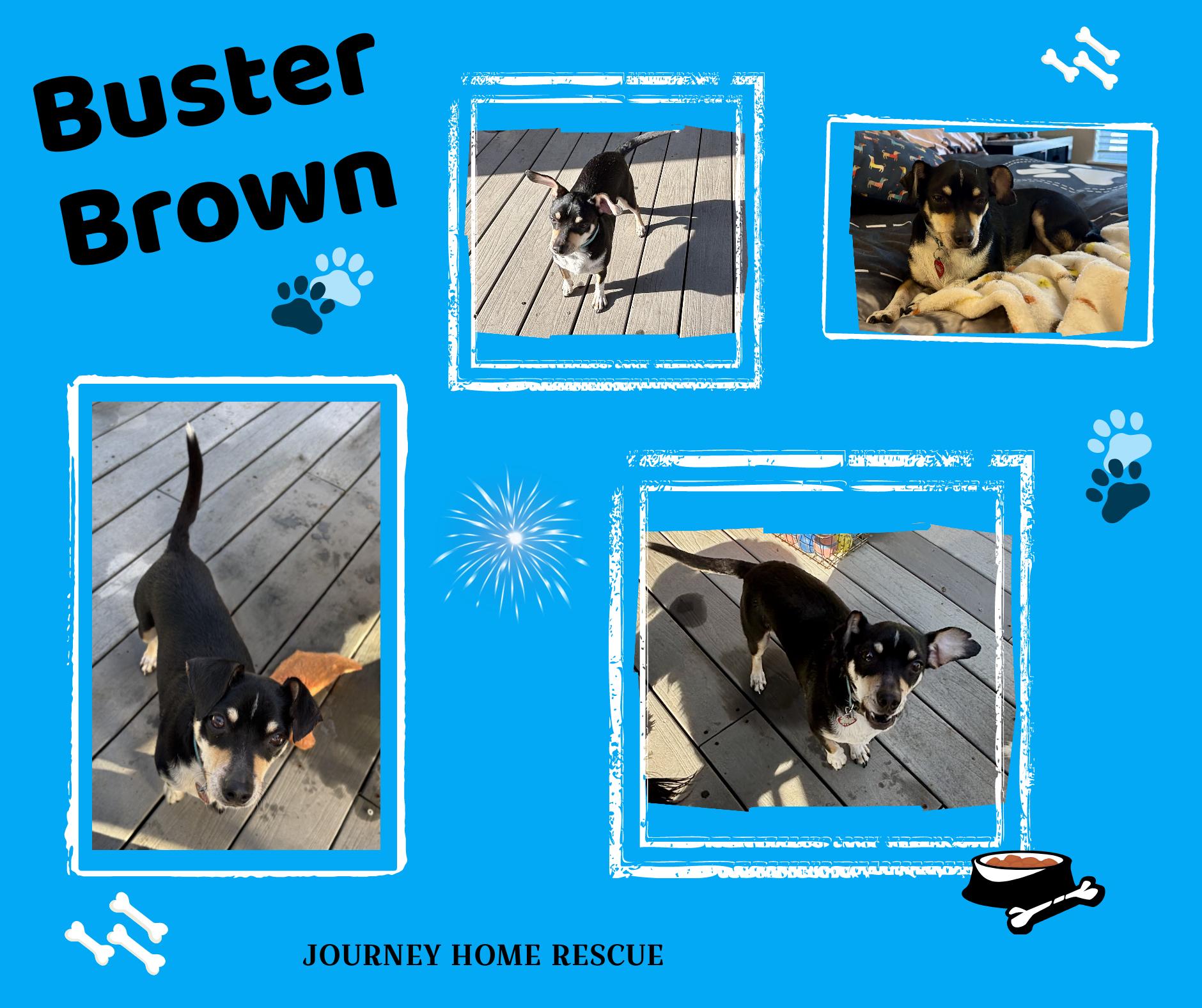 Enlarge Buster Brown, a Adoptable mixed breed in East Wenatchee, WA image 1/1