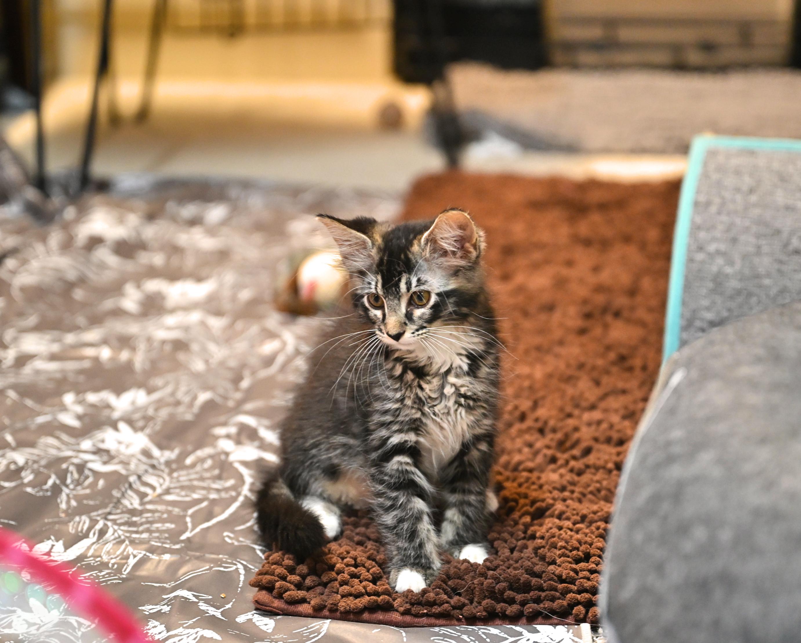 Enlarge Clammie, an adopted mixed breed in Portsmouth, NH image 1/5