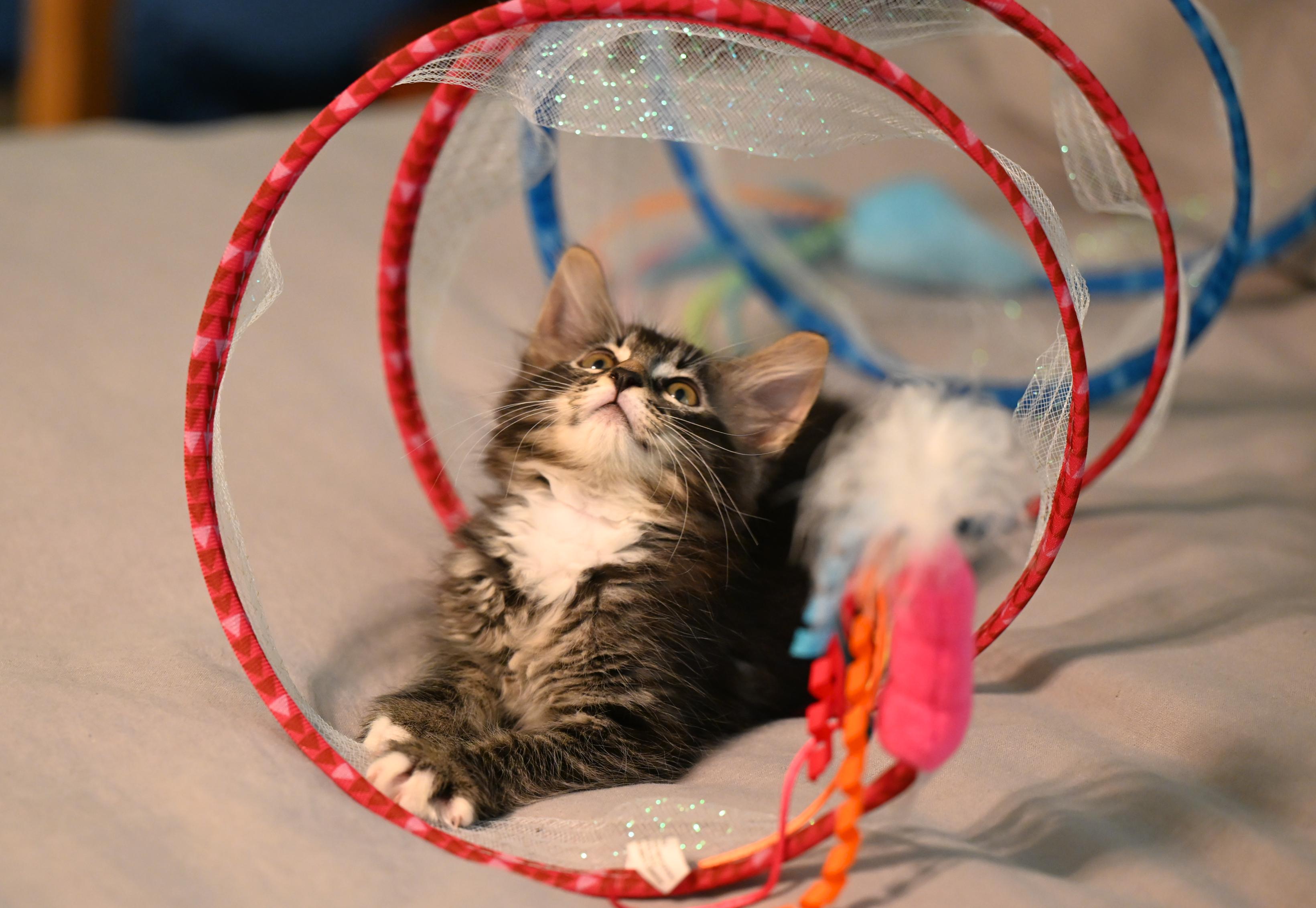 Enlarge Clammie, an adopted mixed breed in Portsmouth, NH image 3/5