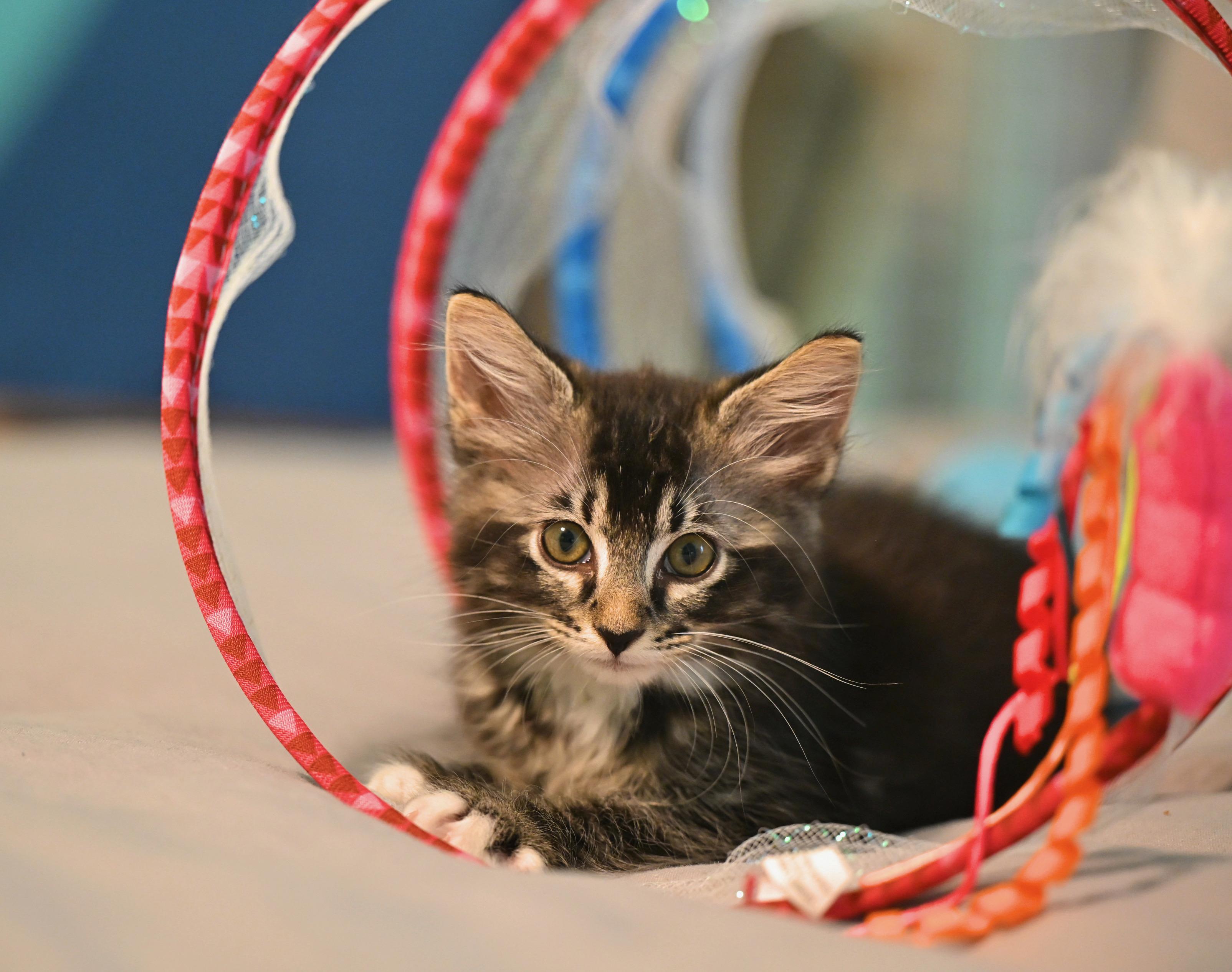 Enlarge Clammie, an adopted mixed breed in Portsmouth, NH image 2/5