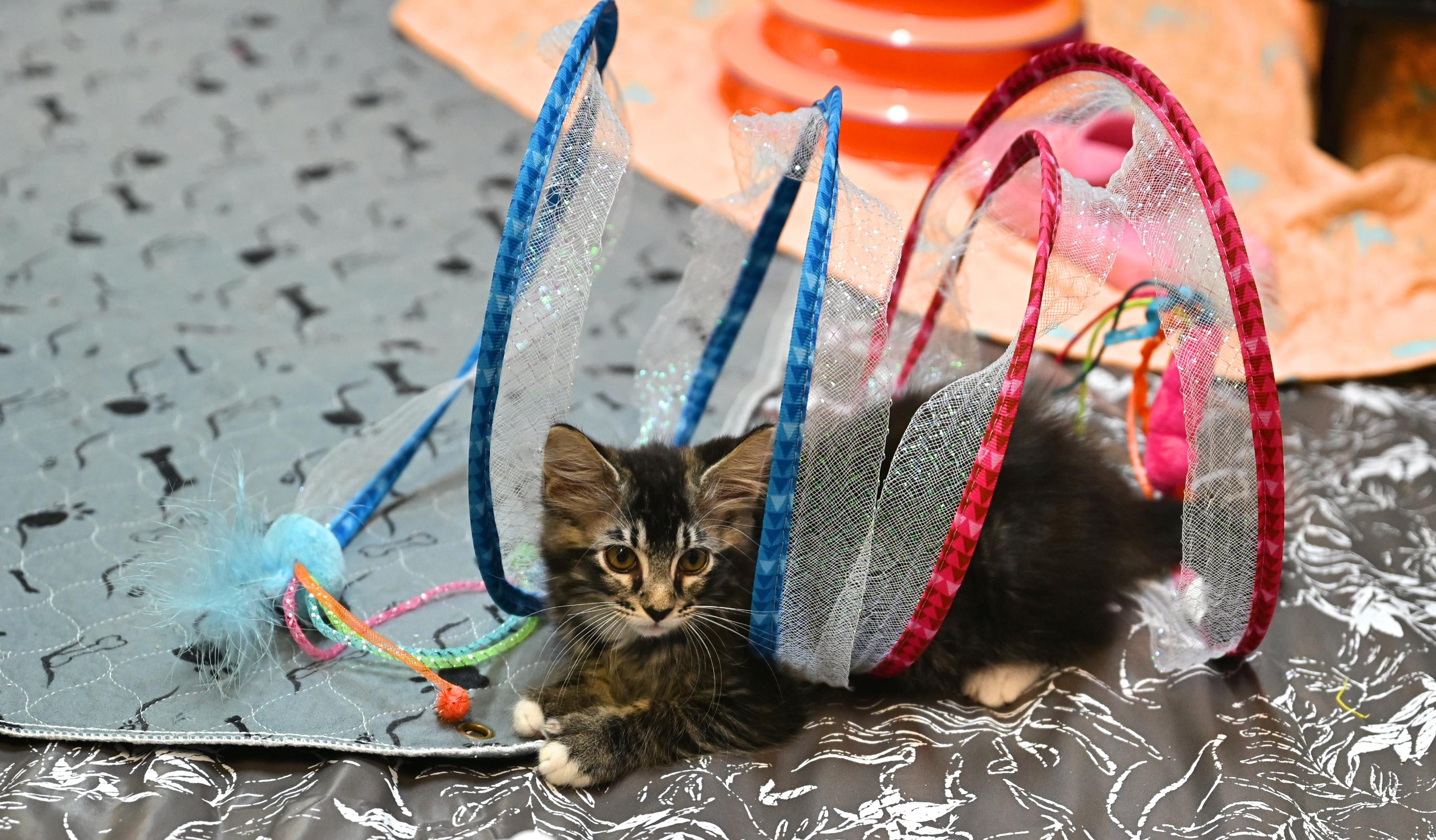 Enlarge Clammie, an adopted mixed breed in Portsmouth, NH image 5/5