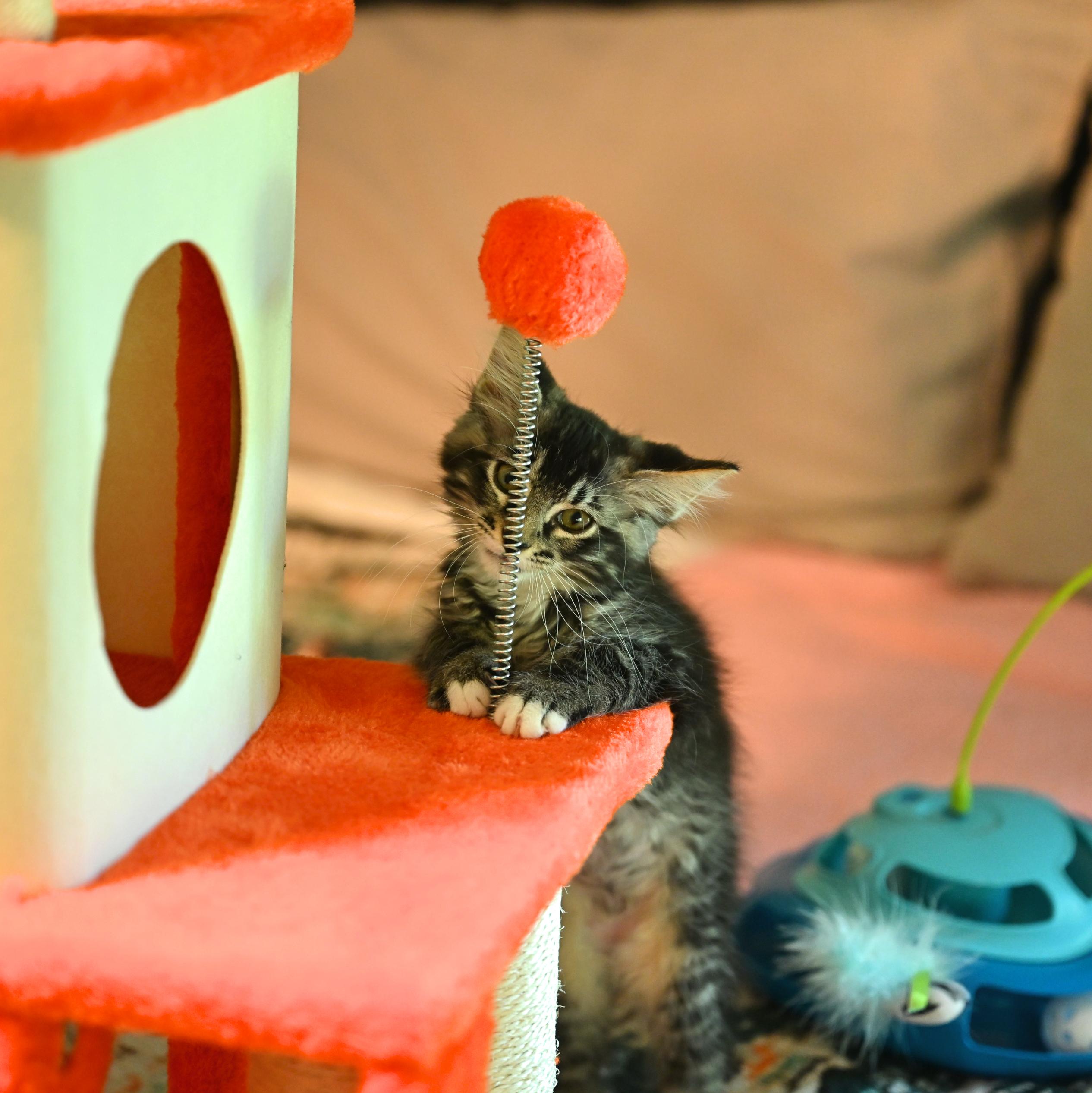 Enlarge Clammie, an adopted mixed breed in Portsmouth, NH image 4/5