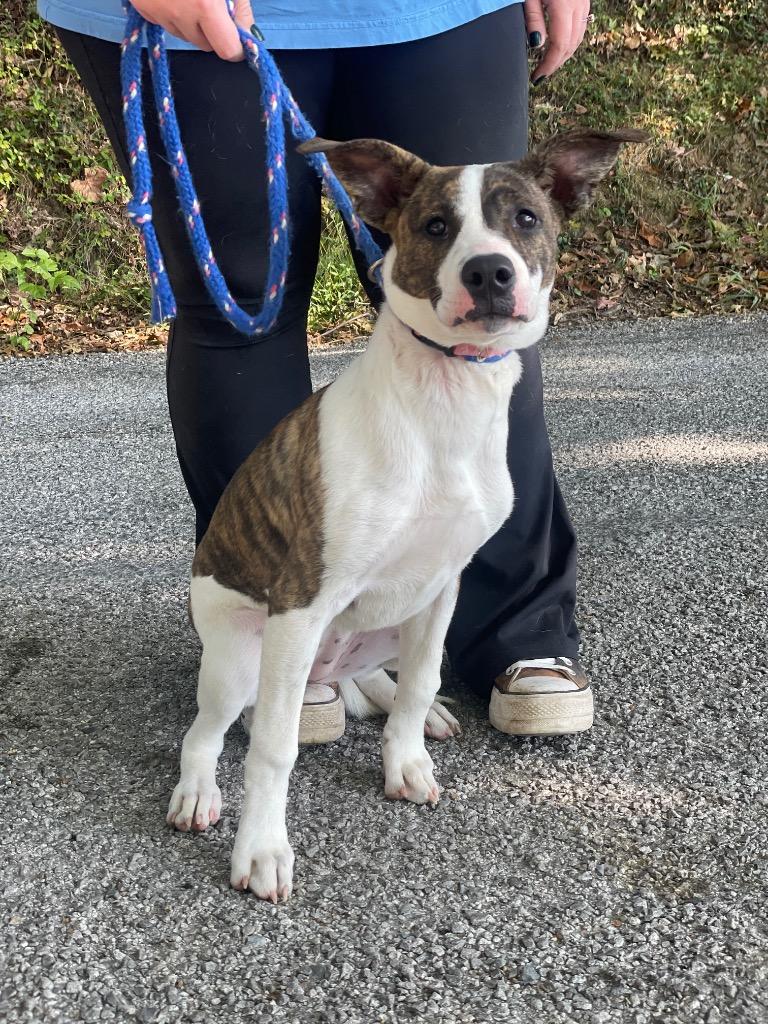Cleo, Adoptable, Young Female American Staffordshire Terrier & Mountain Cur.
