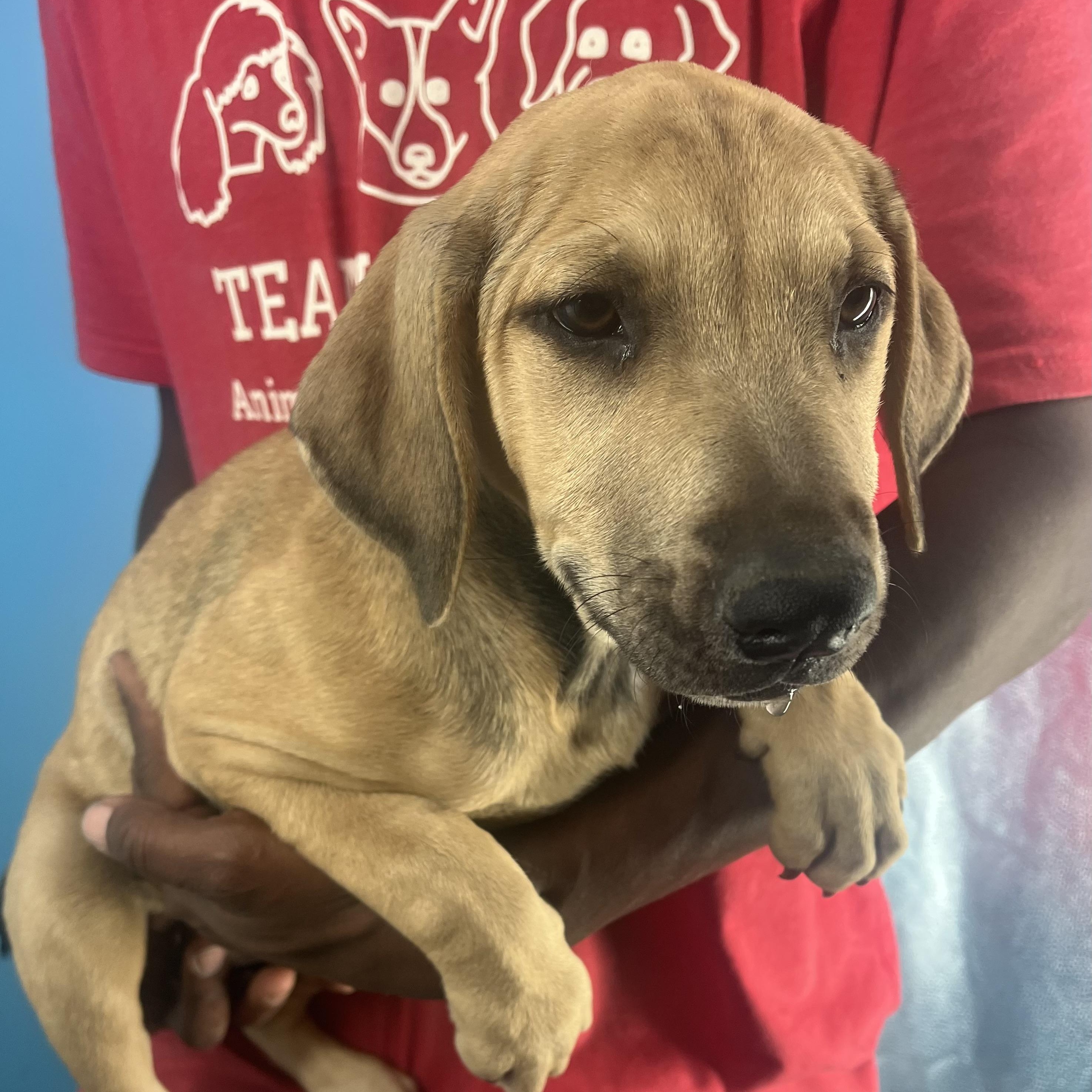 Pancake - Local Nov 14-16 1