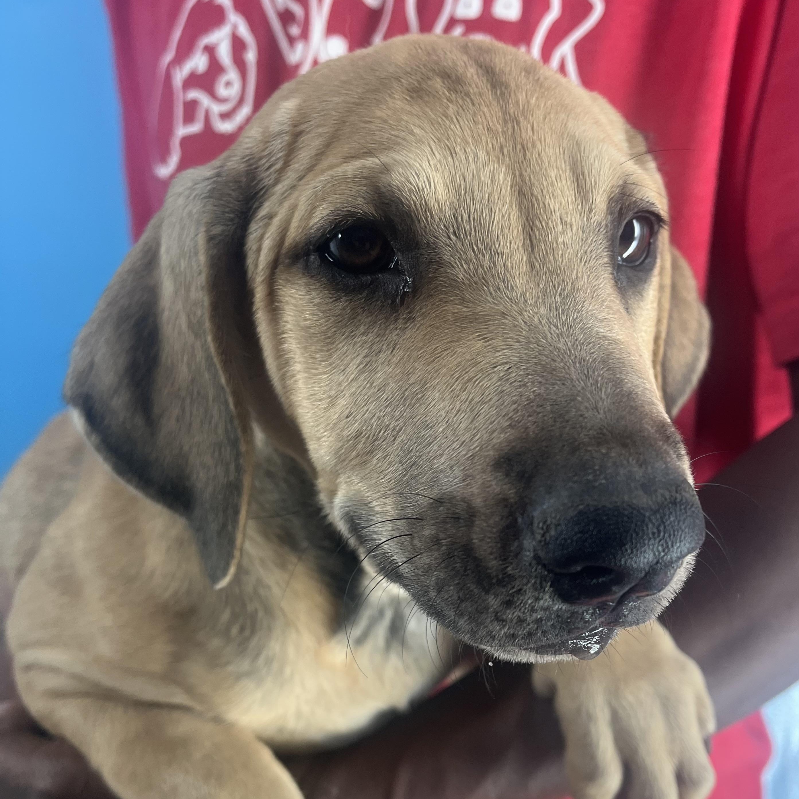 Pancake  Local Oct thumbnail 5