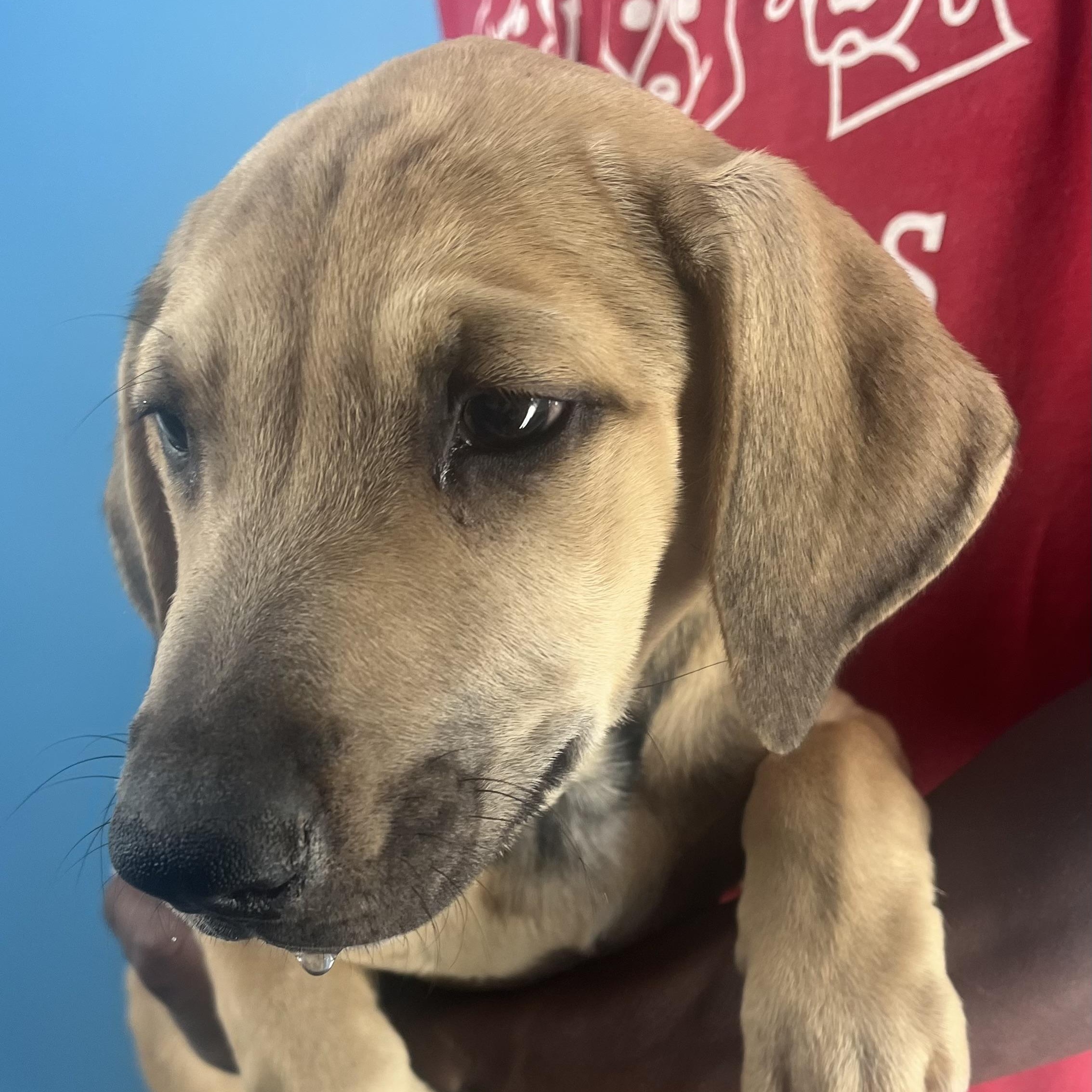 Pancake - Local Nov 14-16 4