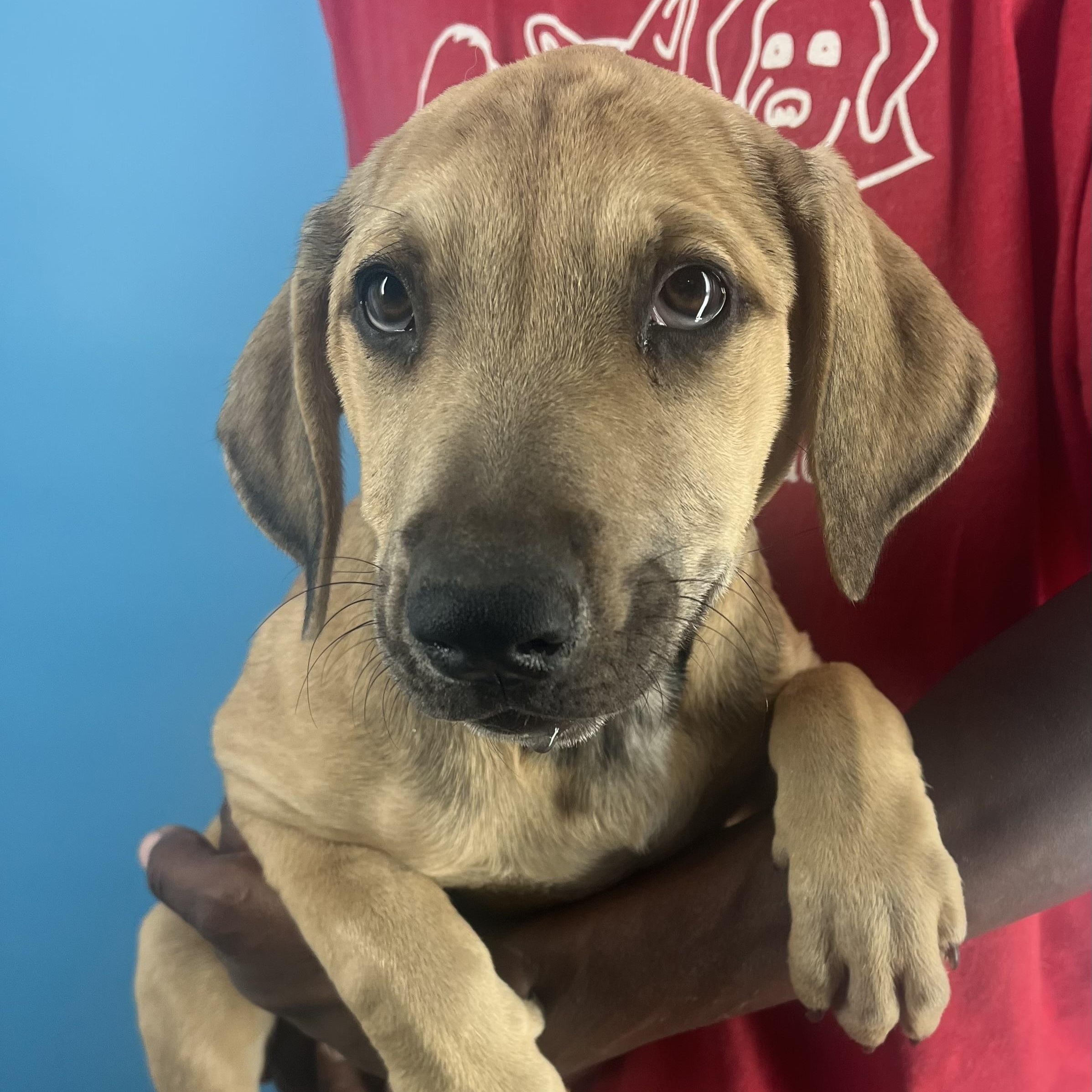 Pancake - Local Nov 14-16 3