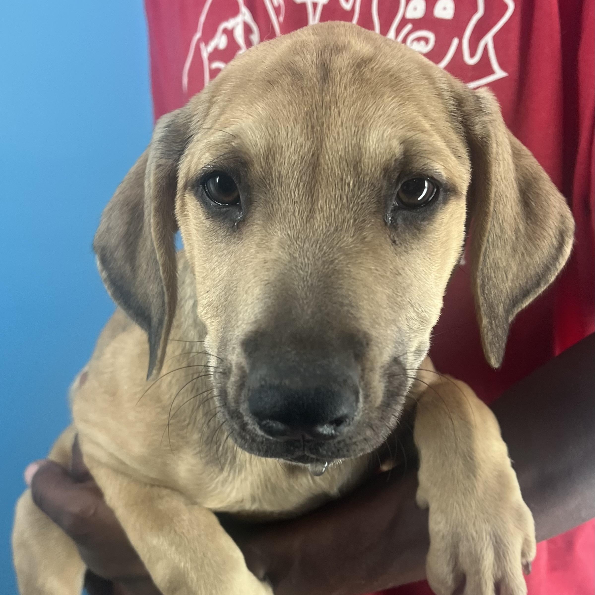 Pancake  Local Oct thumbnail 2