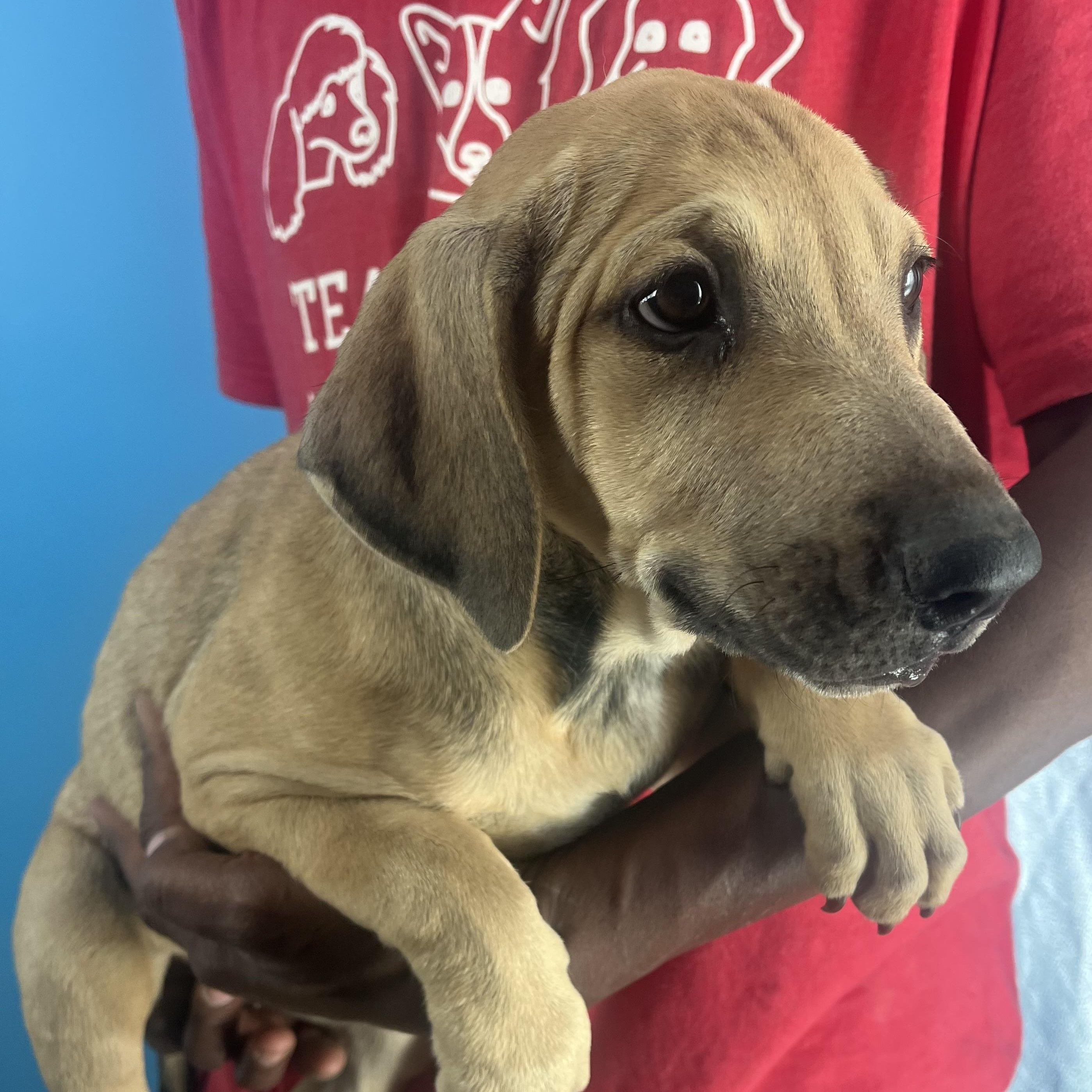 Pancake  Local Oct thumbnail 6