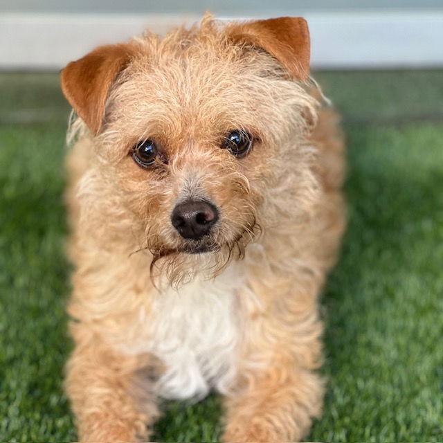 Enlarge Toastie, a Adopted Terrier in Burlingame, CA image 1/1