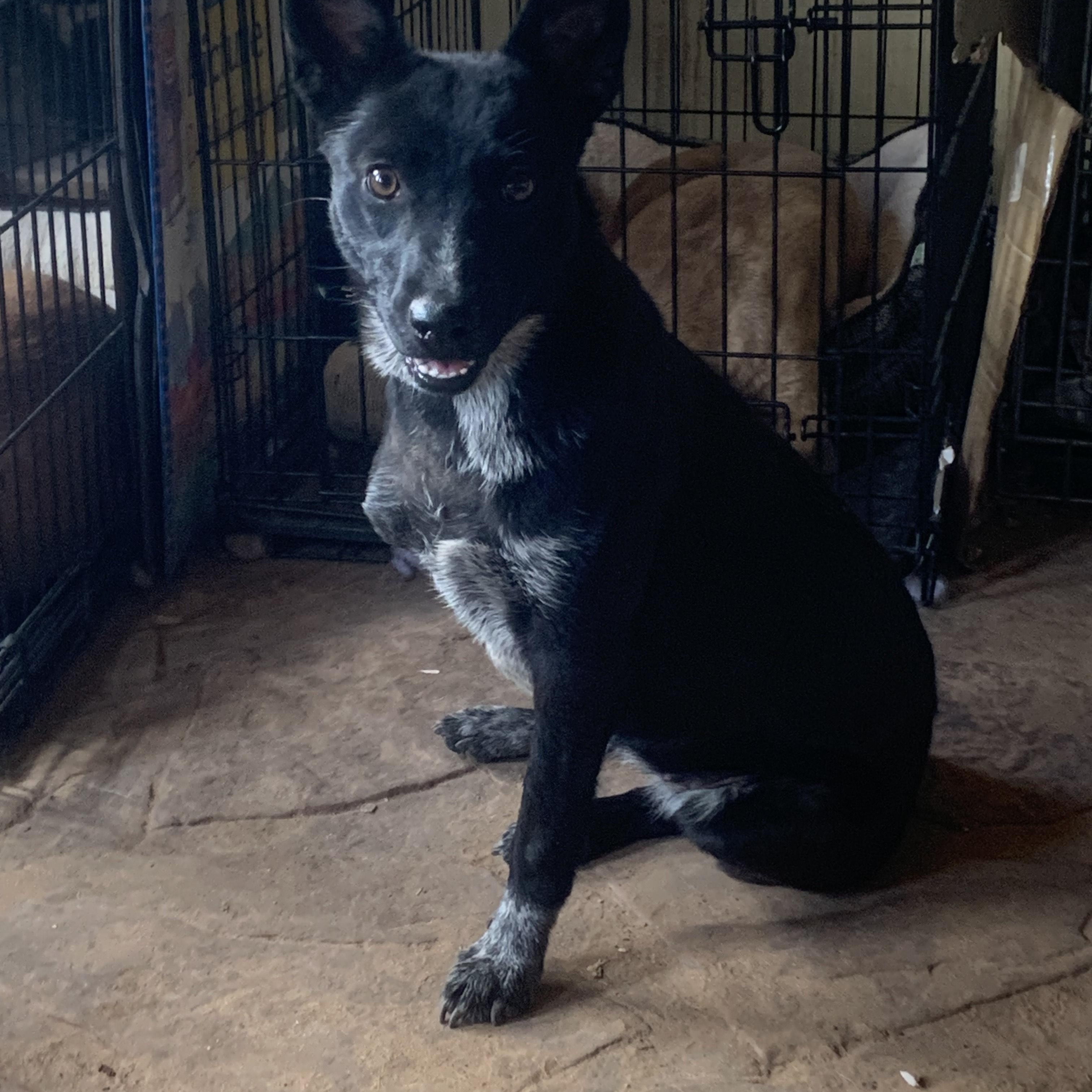 Zelda, Adoptable, Young Female Australian Shepherd & Australian Cattle Dog / Blue Heeler.