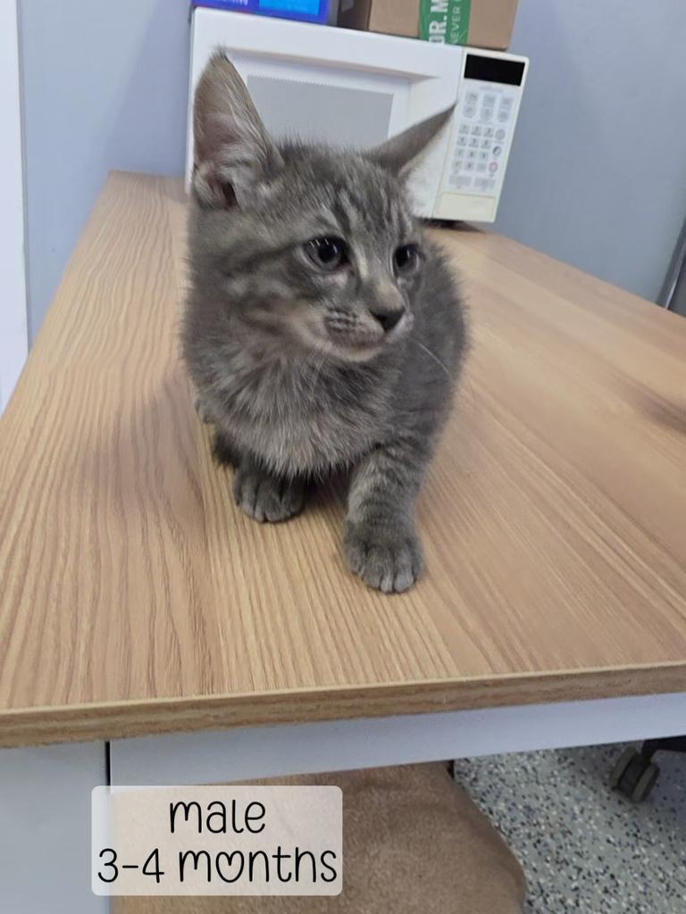 Piet, Adoptable, Kitten Male Domestic Medium Hair.