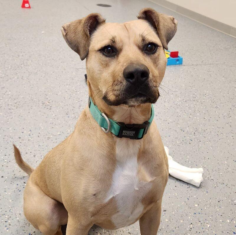 Olive, Adoptable, Adult Female American Staffordshire Terrier & Boxer.